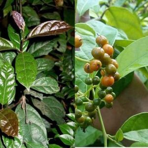 Hạt Giống Cây Xạ Đen