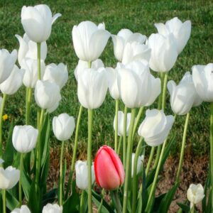 Alternative view of Bộ 5 củ giống hoa tulip hoa màu trắng