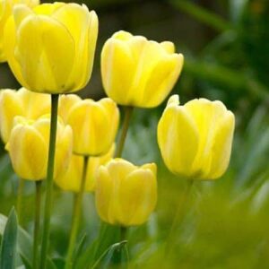 Alternative view of Bộ 5 củ giống hoa tulip màu vàng